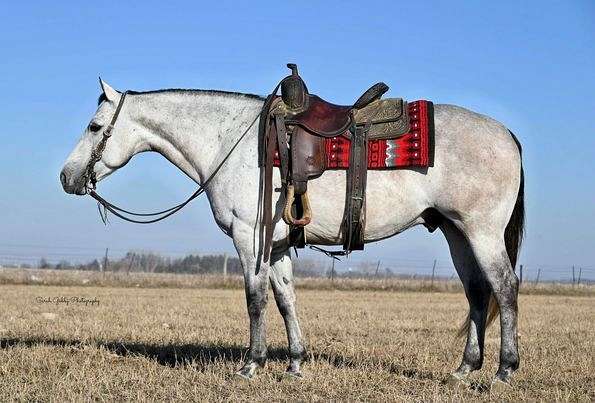 black-grey-all-around-horse