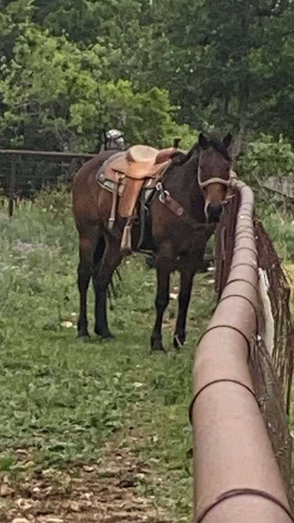 quarter-horse-gelding