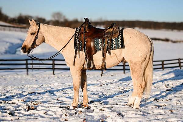 beginner-quarter-horse