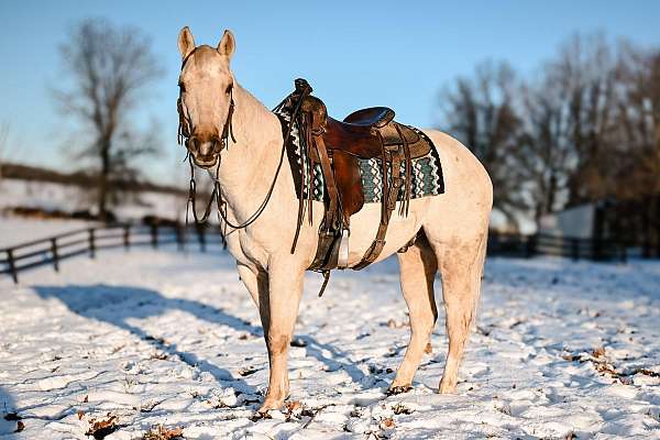 dressage-quarter-horse