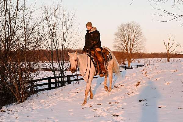 foundation-quarter-horse