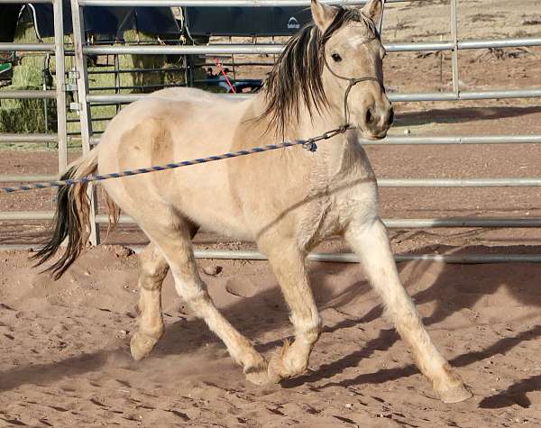 pinto-mustang-gelding