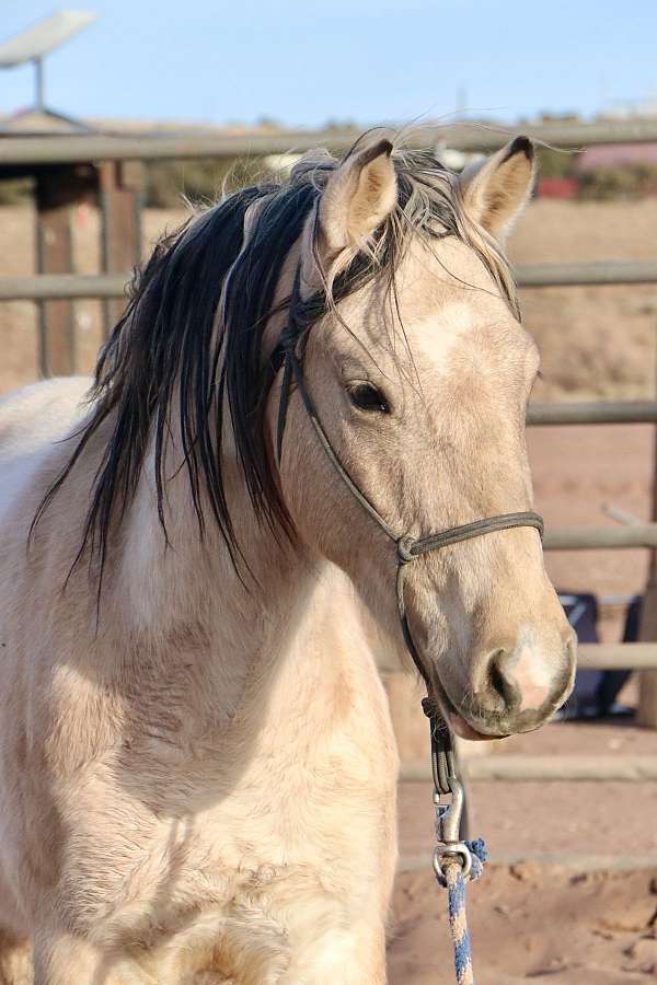 pinto-blm-gelding