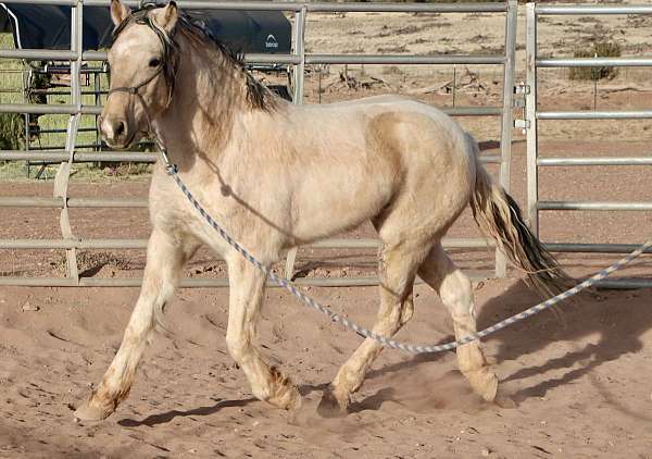 pinto-blm-horse