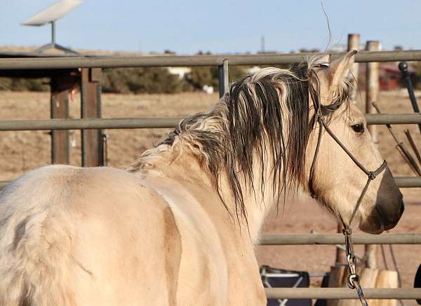 experienced-mustang-pinto-horse