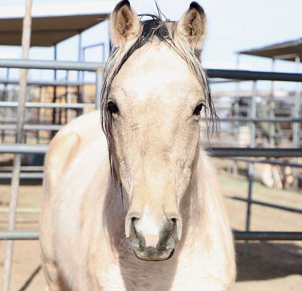 blm-mustang-pinto-horse