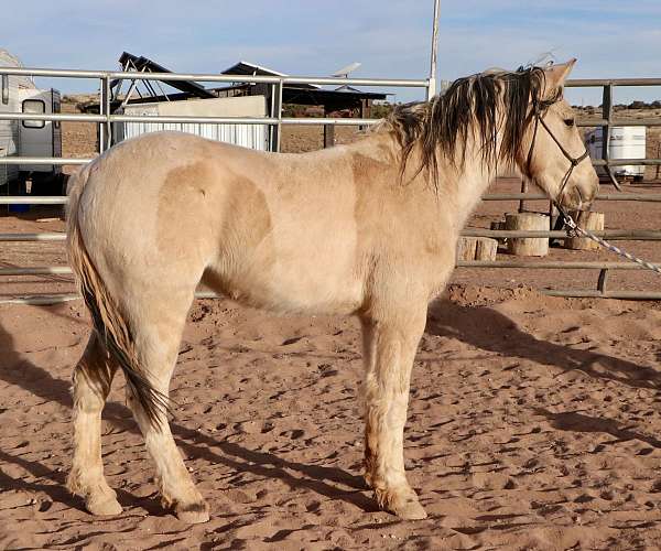 mustang-pinto-horse-for-sale