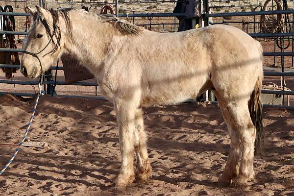 mustang-pinto-horse