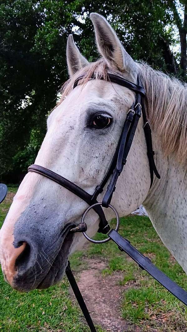 grey-thoroughbred-gelding