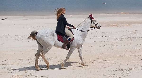 grey-thoroughbred-gelding