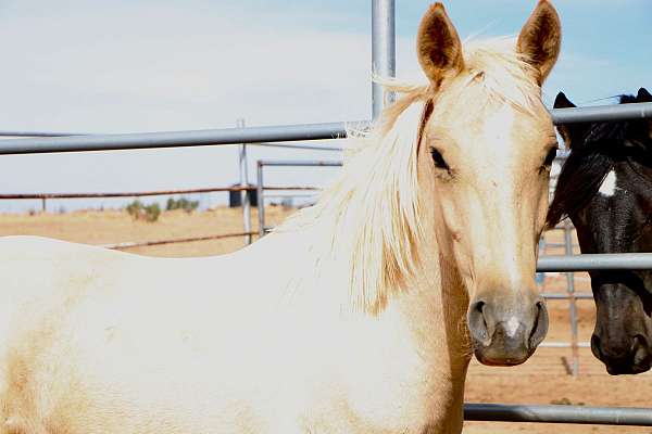 palomino-star-snip-strip-horse