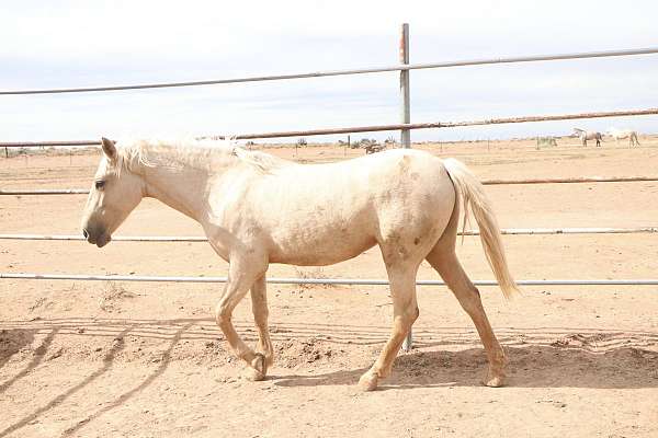 palomino-blm-filly