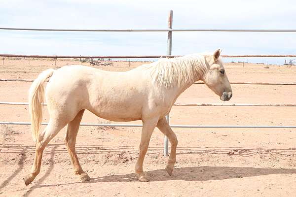 palomino-blm-horse