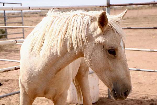 blm-mustang-filly