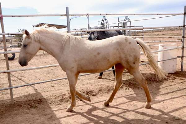 blm-mustang-palomino-filly