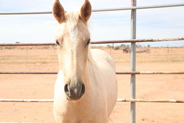 blm-mustang-palomino-horse