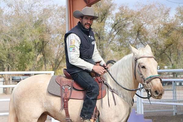 all-around-natural-horsemanship-training-palomino-horse