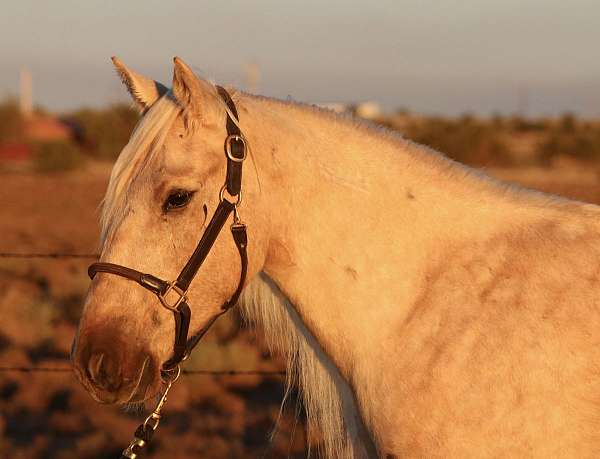 palomino-all-around-natural-horsemanship-training-horse