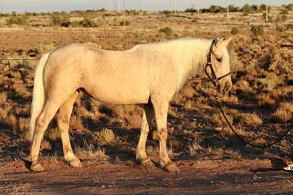 all-around-natural-horsemanship-training-mare