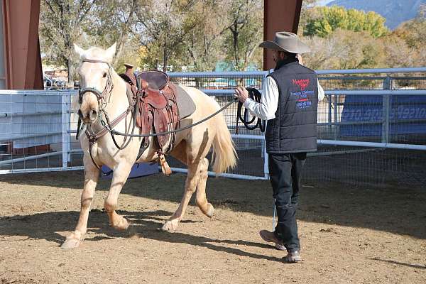 blm-palomino-mare