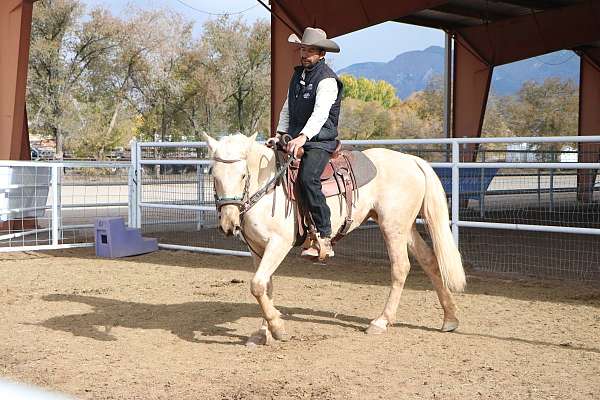 blm-palomino-horse