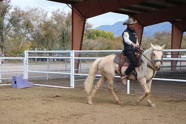 blm-mustang-palomino-mare