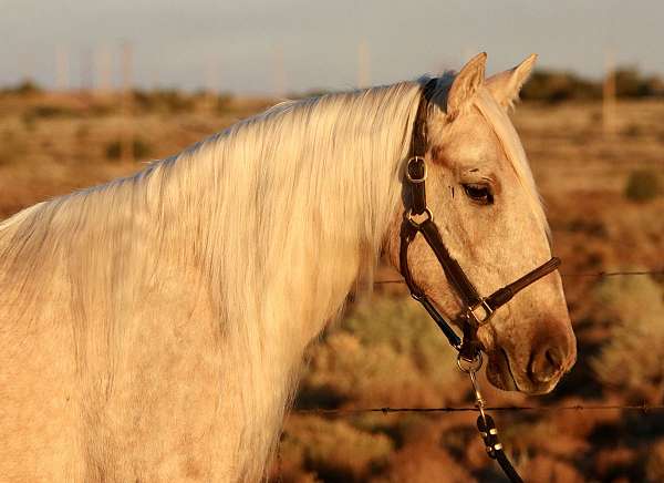 mustang-palomino-mare