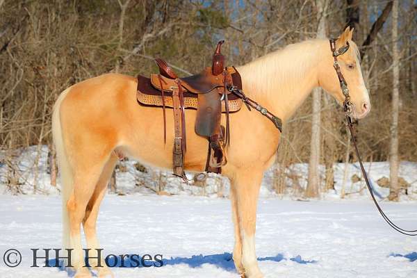 all-around-palomino-horse