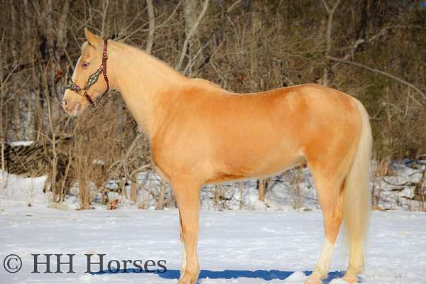 athletic-palomino-horse