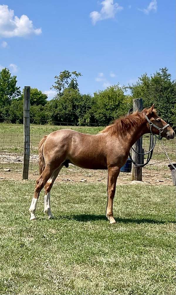 breeding-rocky-mountain-horse