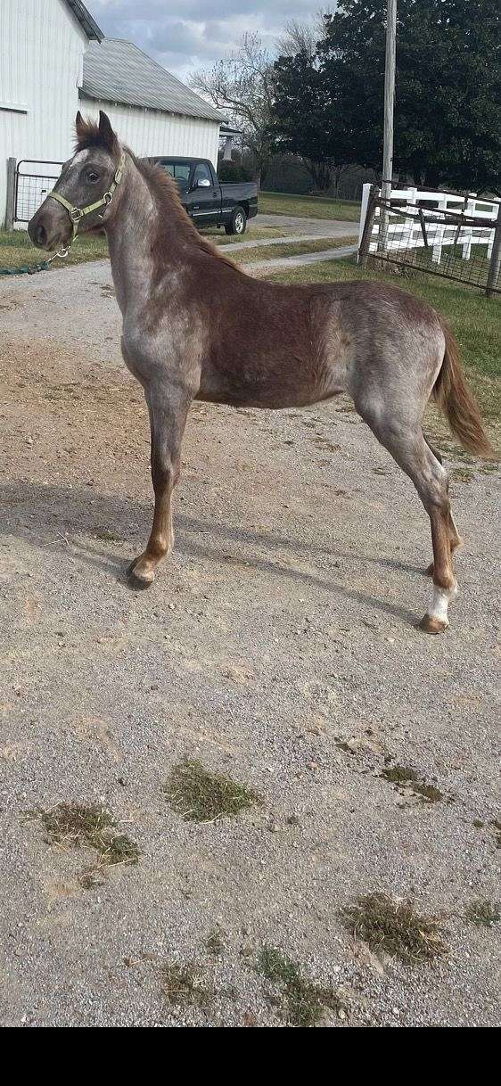 tennessee-walking-filly