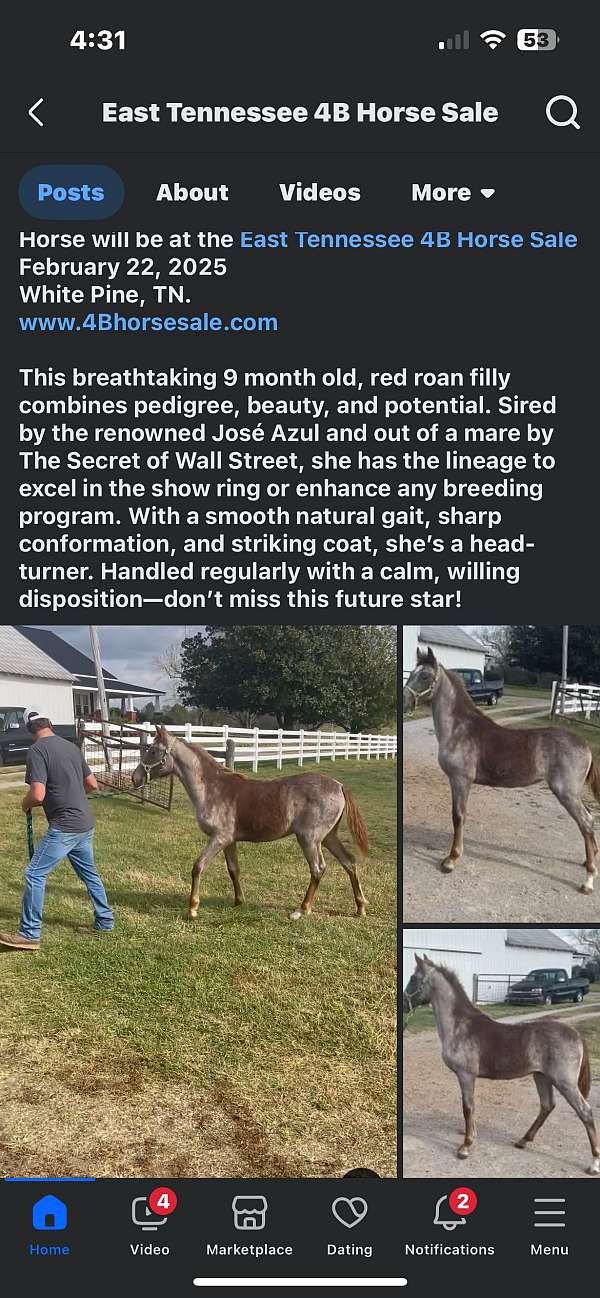 tennessee-walking-horse-for-sale