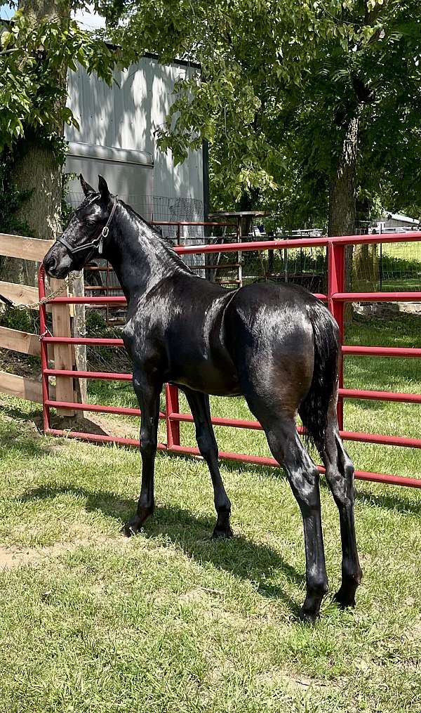 breeding-rocky-mountain-horse