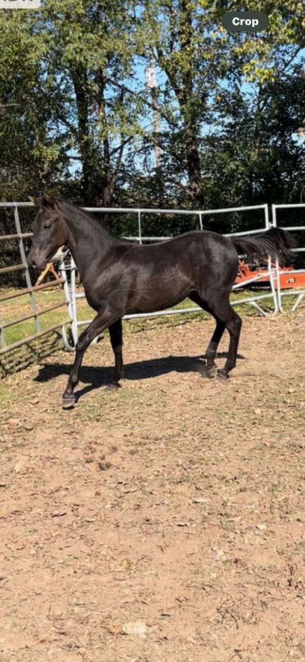 breeding-rocky-mountain-horse