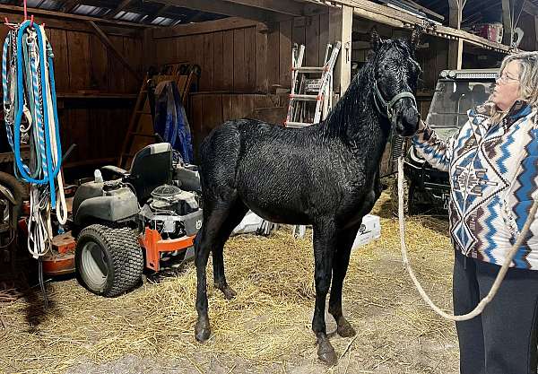 futurity-eligible-rocky-mountain-horse