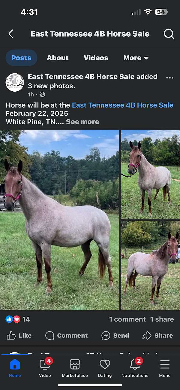 homozygous-homozygous-black-spotted-spotted-saddle-horse