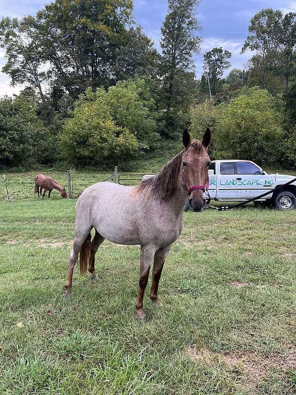 black-tennessee-walking-horse