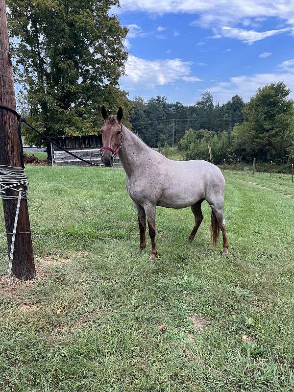 black-roan-tennessee-walking-horse