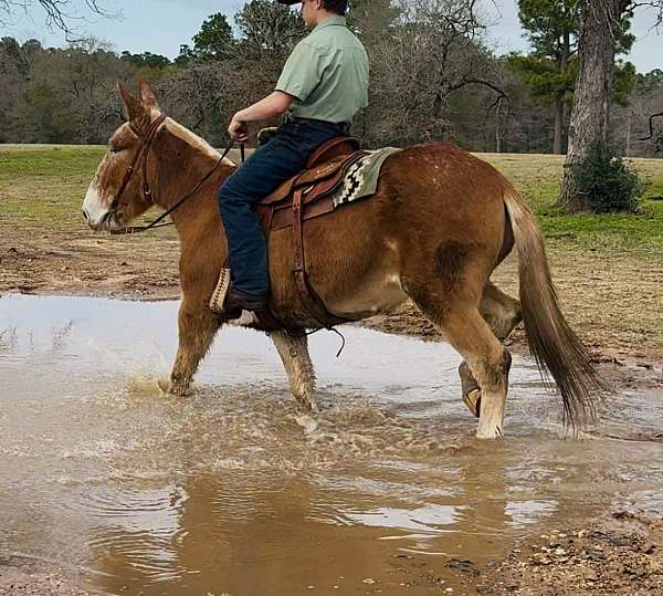 kid-mule-gelding