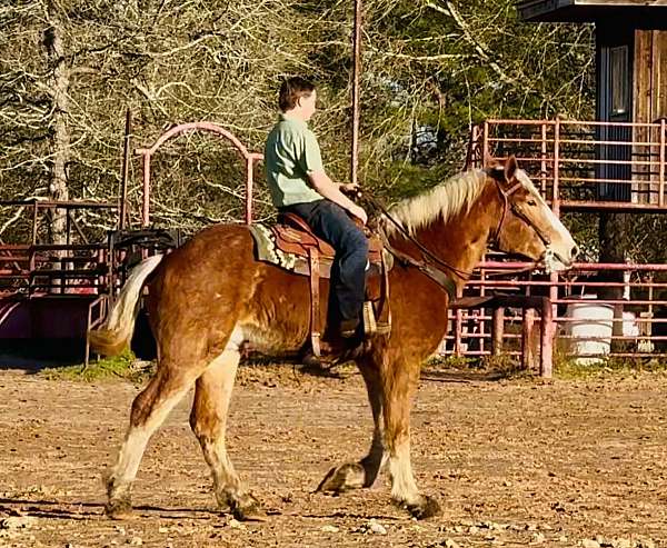 all-around-belgian-horse