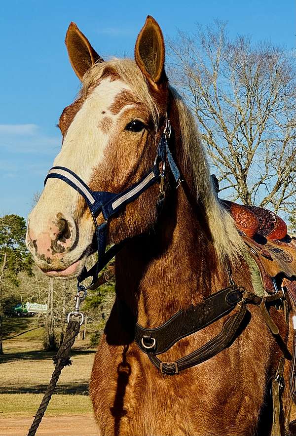 flaxen-mane-belgian-horse