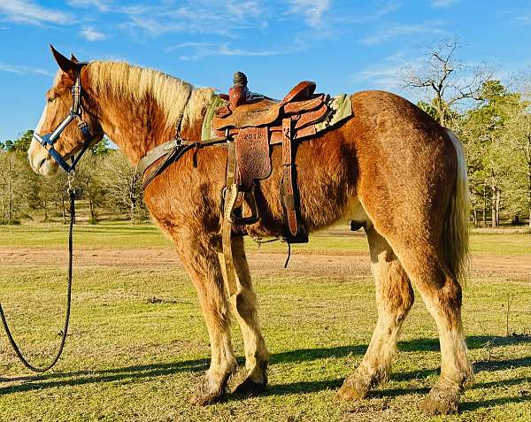 harness-belgian-horse