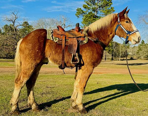 halter-belgian-horse