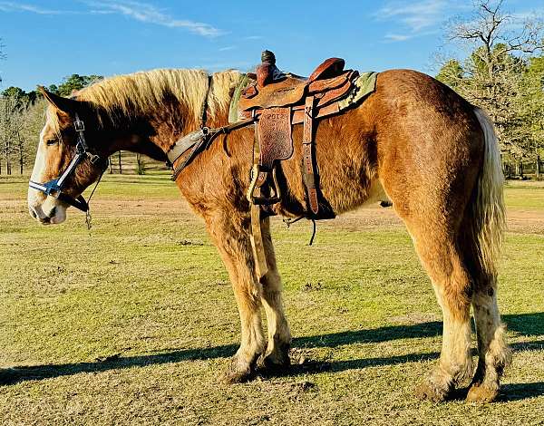 mounted-patrol-belgian-horse