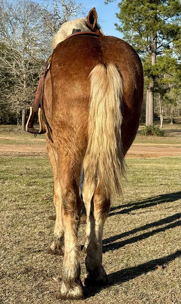 driving-belgian-horse