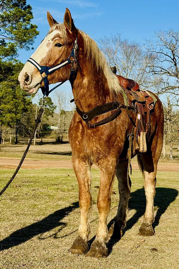 draft-belgian-horse