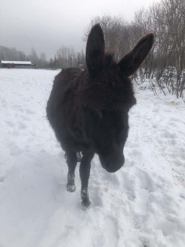 white-halter-donkey