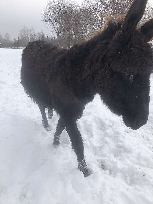 donkey-for-sale