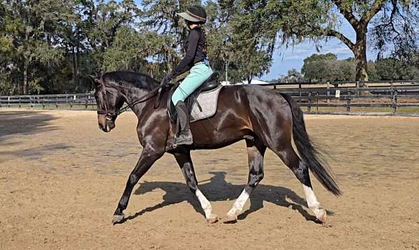 beginner-safe-warmblood-horse