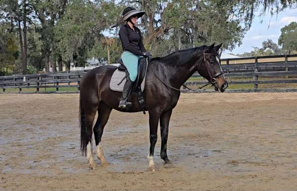 dressage-warmblood-horse